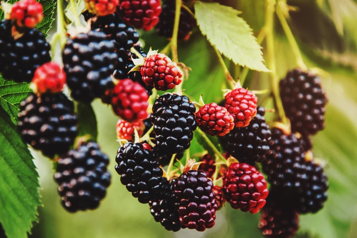 Reife und unreife Brombeeren an einem Zweig